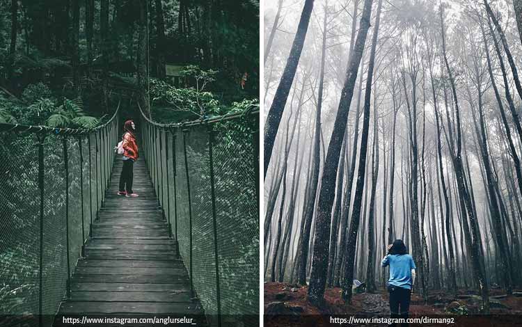 12+ Tempat Wisata Di Bogor Hutan Pinus
 Images