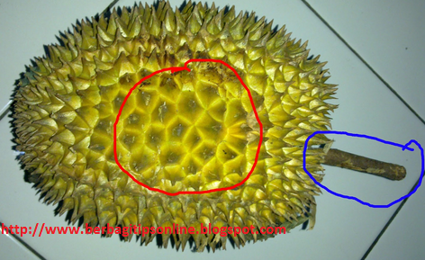 View Gambar Buah Durian Duri Hitam
 Background