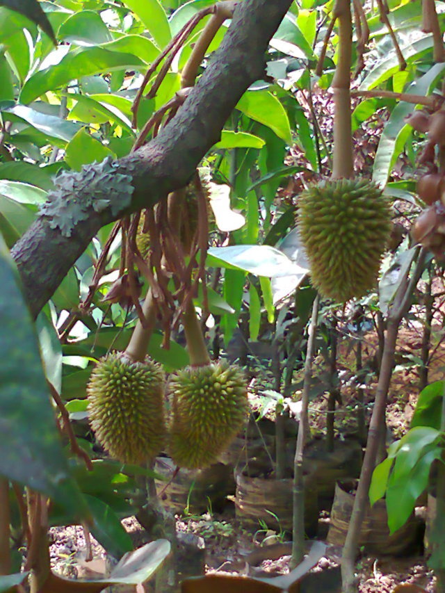 Get Gambar Buah Durian Montong
 Pics