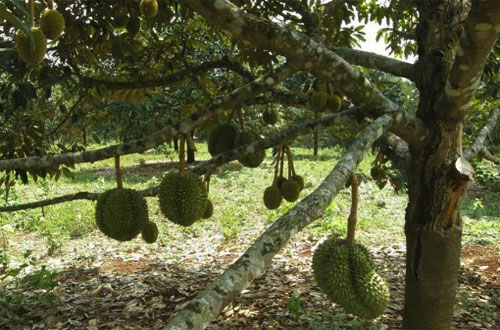 Download Gambar Pohon Buah Durian Pics