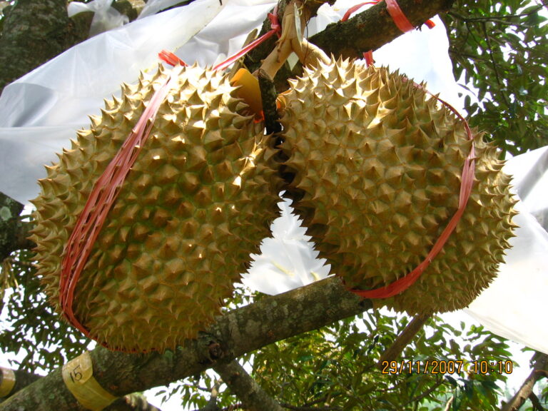 14+ Foto Durian Lucu PNG