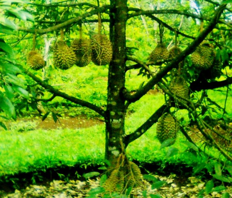 31+ Foto Buah Durian Montong
 Background