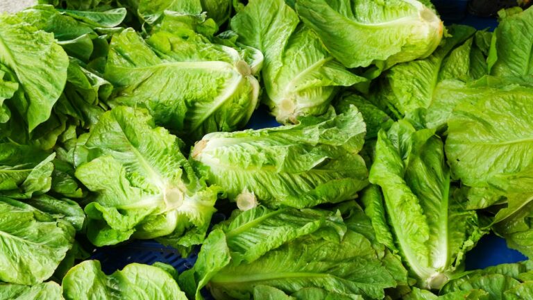 romaine lettuce Romaine lettuce alert: cdc issue e-coli warning, source still unknown